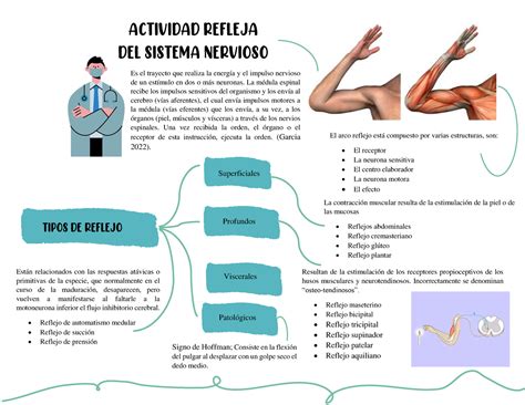 Arco Reflejo Actividad Refleja Del Sistema Nervioso Es El Trayecto