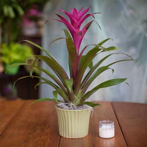 How To Care For Bromeliads Bromeliad Care And Growing