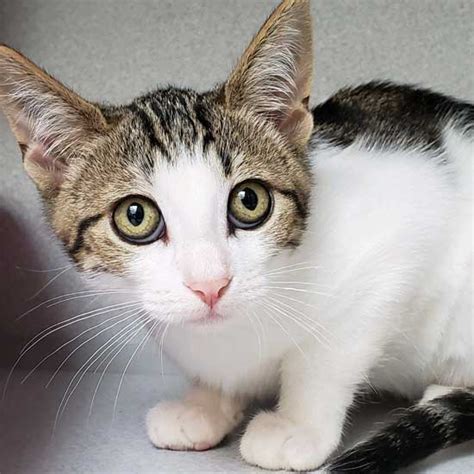 The sphynx appears to be a hairless cat, although it is not truly hairless, they have very, very short hair. Cat & Kittens for Adoption in San Diego | Helen Woodward ...