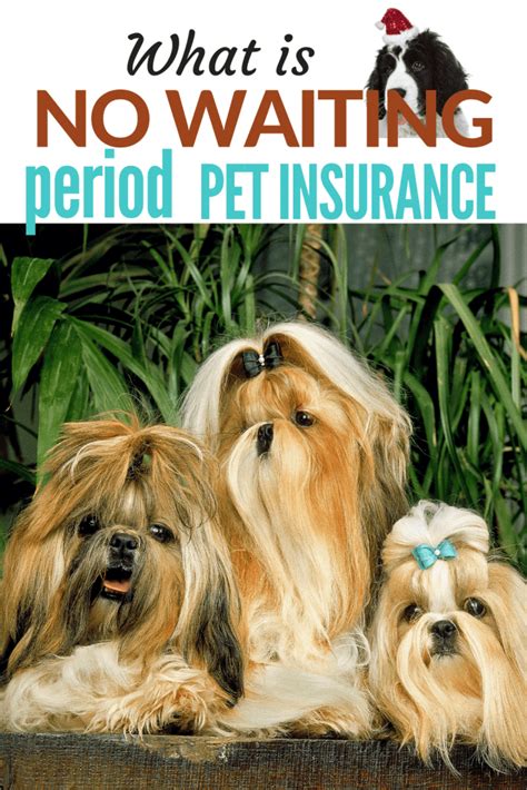 Plans administered by figo pet insurance, llc., 540 n dearborn street #10873, chicago, il 60610. What is No Waiting Period Pet Insurance? - 1 Quick Answer