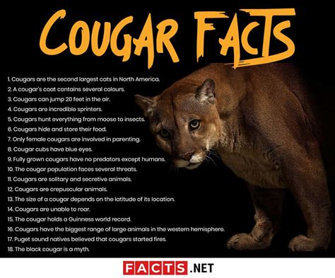 Normally, a female cat would be referred to as a molly, but if it's pregnant with but here's the cutest cat fact you could possibly read: Top 18 Facts about Cougars - Ability, Behavior, Diet ...