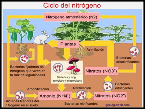 Ciclo Del Nitrogeno En Plantas Dinami