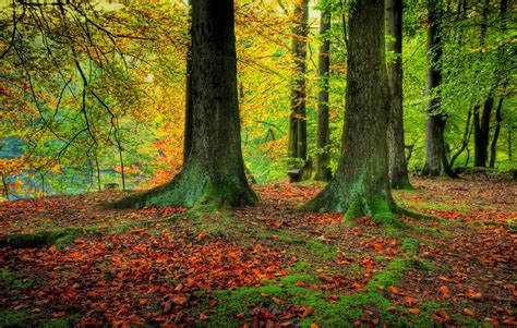 High Quality Photo Of Autumn Desktop Wallpaper Of Forest Trees
