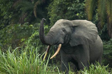 Africas 2 Elephant Species Are Both Endangered Due To Poaching And