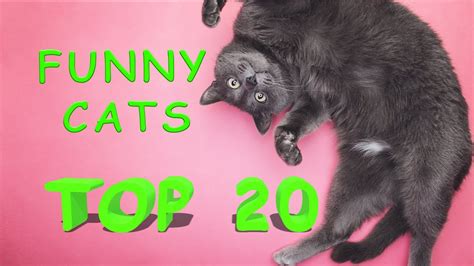 Funny Cats Top 20 Funniest Cats Compilation 14 Youtube
