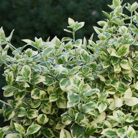 White Album Euonymus Spring Meadow Wholesale Liners Spring Meadow