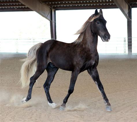 Black Silver Dapple Look At The Pride In This Horseequestrian
