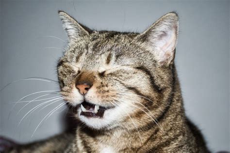 Waarom Niest Een Een Kat Alles Wat Je Moet Weten Katmundo