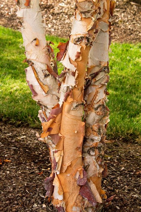 ‘the Peeling Paper Like Bark Tree Columns
