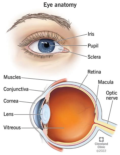 Eyes How They Work Anatomy Common Conditions