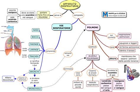 Lapparato Respiratorio Mappa Concettuale Porn Sex Picture