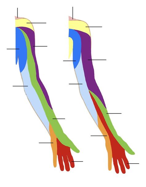 Dermatomes And Nerves Of The Upper Limb Diagram Quizlet Porn Sex Picture