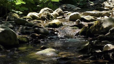 Forest Creek Flowing Over Rocks · Free Stock Video