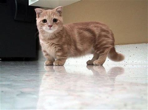 Cute baby fluffy munchkin kitten. munchkin-cats … | Munchkin kitten, Munchkin cat, Cute animals