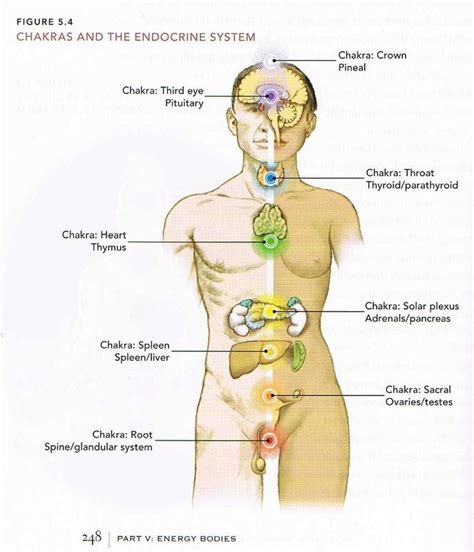 Bharatiya Jyotish Mantra Saadhana Endocrine Systems And Planetary