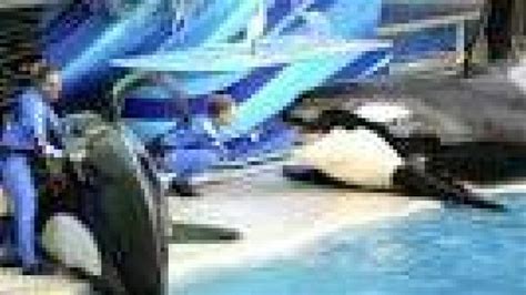 Seaworld Tilikum Orca That Killed Trainer Has Died