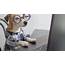Clever Dog Stock Video Footage  4K And HD Clips Shutterstock