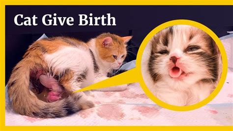 What Does A Cat Look Like Before Giving Birth