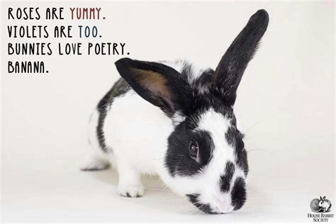 Bunny Love Poem