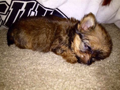 6 week old yorkie puppies. 6 week old Lilly ️ Yorkie, Chihuahua mix | Chihuahua mix, Puppies, Yorkie