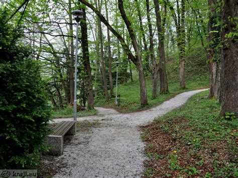 Mammutbaume Im Park Von Rimske Terme Fotos Kraji Slowenien
