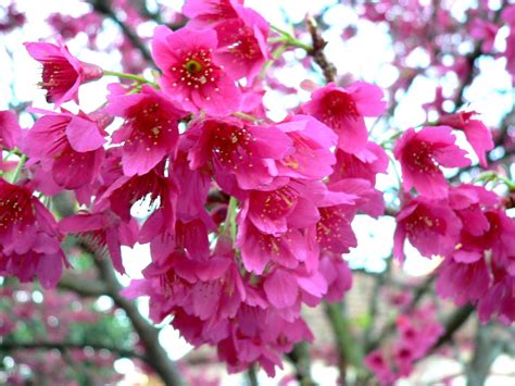 Aggregata Plants And Gardens Winter Flowering Tree Taiwan Cherry Prunus