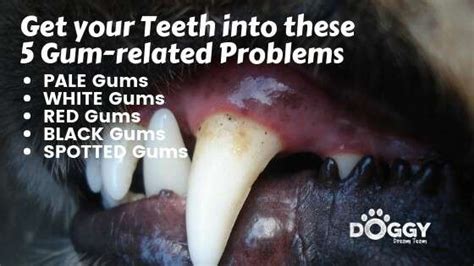 Veterinary Practice What Does White Gums On A Dog Mean