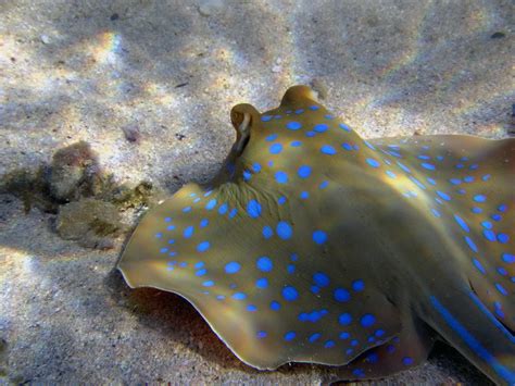 무료 이미지 바다 다이빙 수중 물고기 동물 상 무척추 동물 암초 이집트 매크로 사진 푸른 발견 가오리 해양