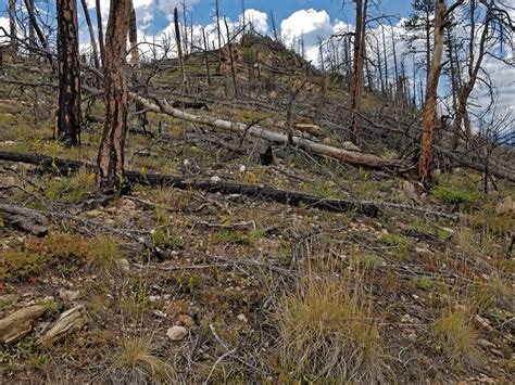Hiking In Poudre Canyon A Wild River Wildlife And Wildfires Just