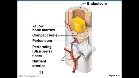 Long Bone Anatomy Labeled Yellow Marrow Week 3 Tissue Structure And