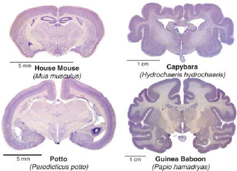 The Shape And Size Of Mammalian Brains Are Different In Spite Of The