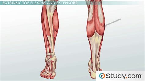 The accompanying muscle diagram reveals the position of the muscles of the lower legs in this pose. Leg Muscles: Anatomy, Support & Movement - Video & Lesson ...