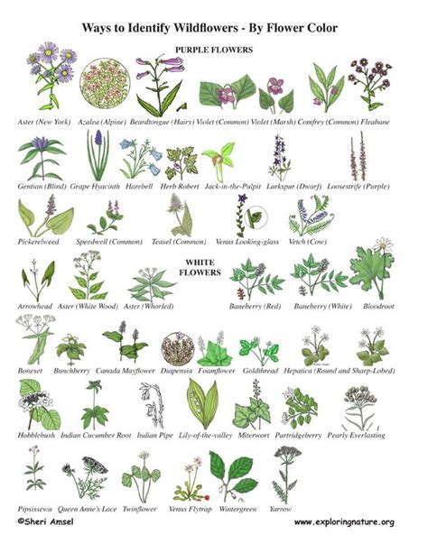 Outdoor Plants Garden Plants Pinterest Plant Flower Identification