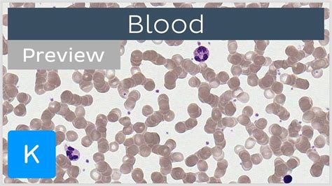 Blood Erythrocytes Leukocytes And Other Cells Preview Human