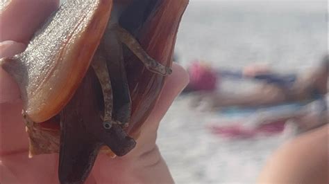 We Found A Florida Fighting Conch Snail YouTube