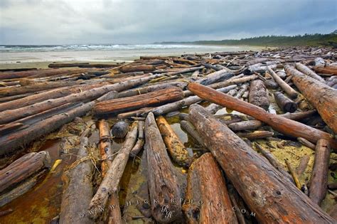 Driftwood Littered Beach Coastal Scene Photo Information