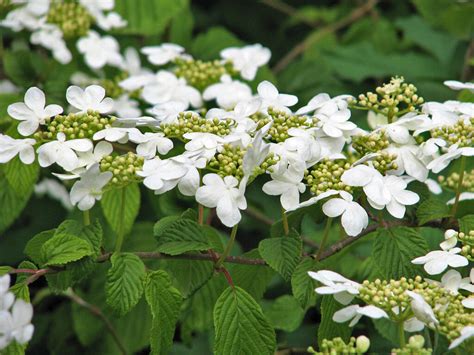 In Bloom Two Forms Of Viburnum Plicatum Have Showy White Flowers In