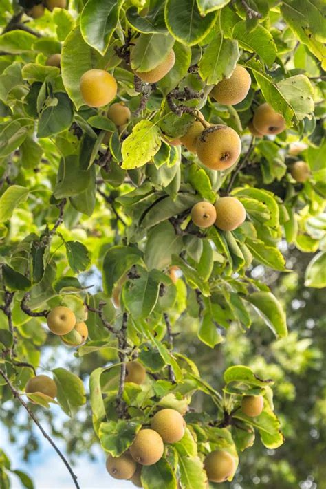 learn how to develop and take care of asian pear timber fyndomo