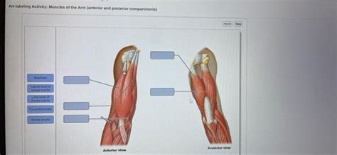Solved Art Labeling Activity Muscles Of The Arm Anterior