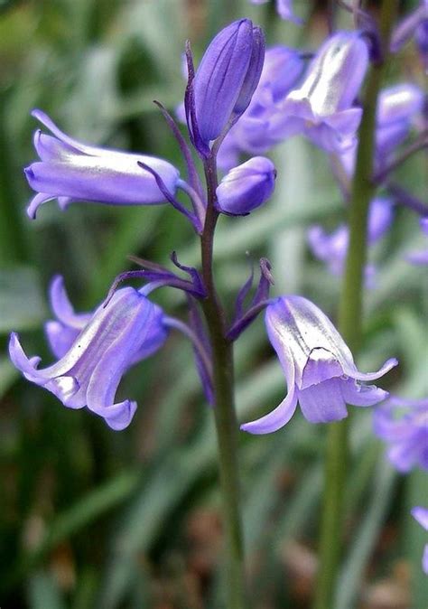 The blooms are known to have a strong fragrance. Blue bell shaped flowers photos