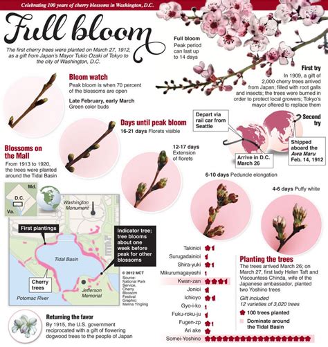 Full Bloom Visually Gardening Infographic Bloom Cherry Blossom Dc