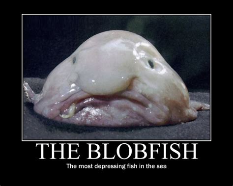 Just My Life Blobfish The Weirdest Fish Ever Lived