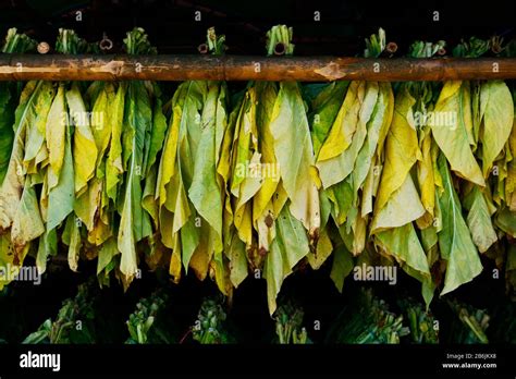 Tobacco Leaves Drying Stock Photo Alamy