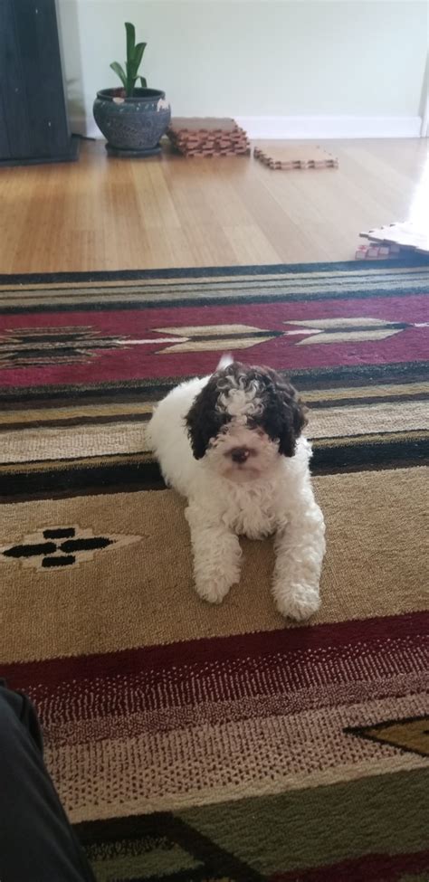 Obviously, the character of the dog will already be fully formed as well as its physical structure. Lagotto Romagnolo Puppies For Sale | Kenner, LA #326202
