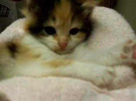 The cats calico and tortoise often have many ocher on their fur, so you could choose names for tricolor calico cats names related to autumn and its colors. Cute calico kitten - YouTube