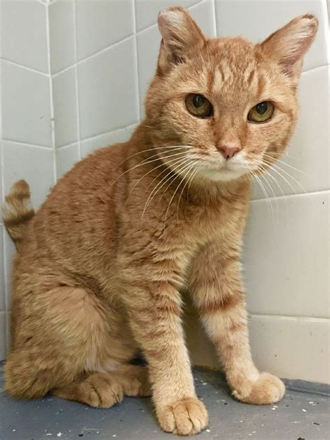 Pet Of The Week 12 Year Old Tabby Cat Available In