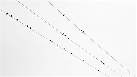 Скачать 1920x1080 птицы провода чб минимализм обои картинки Full Hd