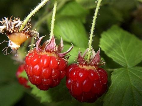 Pacific Northwest Edible Berries Flashdecks