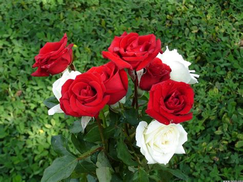 Free Download Rose White Rose Rose Images Love Rose Love Flowers Rose