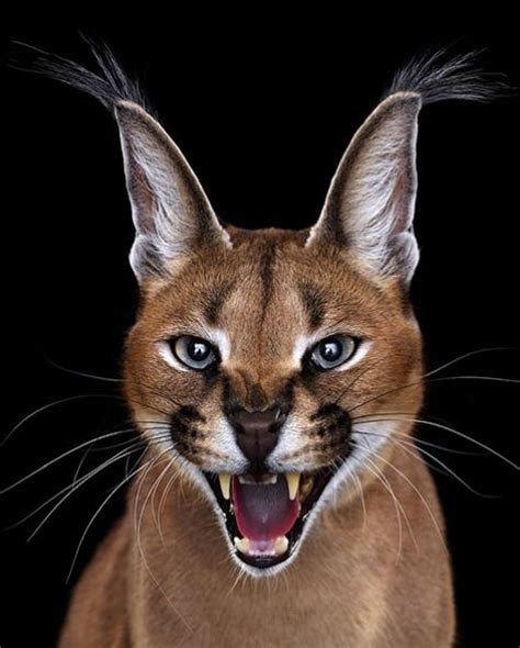 They are among small cats that can be legally kept as exotic pets. 13 Facts about The Cutest Species " Caracal Cat " - Cats ...